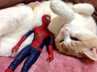 Illustration for article titled Spider-Man Shows His Sensitive Side with Cats